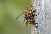 hoornaar (vespa crabo) 10-2024 1072